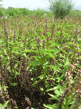 Sweet Basil Thiruneetru